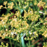 Pastinaca selvatica (Pastinaca sativa ssp. sylvestris) semi