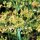 Pastinaca selvatica (Pastinaca sativa ssp. sylvestris) semi