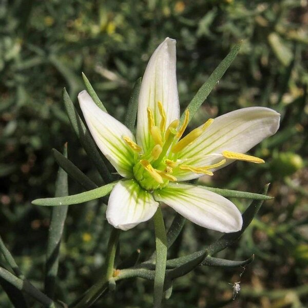 Ruta siriana (Peganum harmala) semi