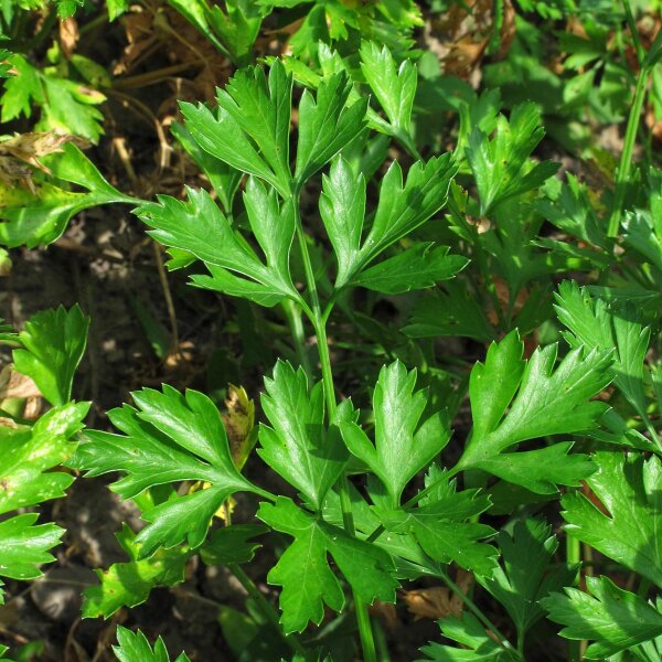 Prezzemolo liscio (Petroselinum crispum var. neapolitanum) semi