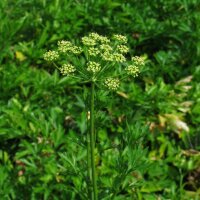 Prezzemolo liscio (Petroselinum crispum var. neapolitanum) semi