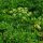 Prezzemolo liscio (Petroselinum crispum var. neapolitanum)