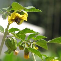 Tomatillo Rendidora (Physalis ixocarpa) semi