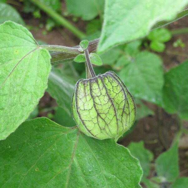 Semi Di Tomatillo (Physalis Alkekengi) – Varietà Gialla E Viola – Confezione Da 60 Semi - 2