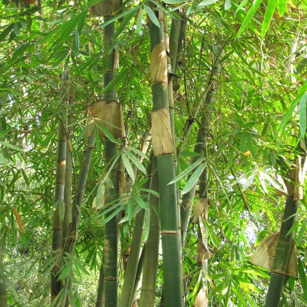 Bambù Moso (Phyllostachys pubescens) semi