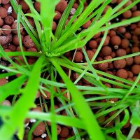 Barba di frate (Plantago coronopus) semi