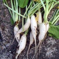 Semi Di Rapa Teltow (Brassica Rapa) - 500 Semi | Varietà Antica Tedesca Da Caramellare, Ortaggi Rari Da Giardino, Semi Non OGM
