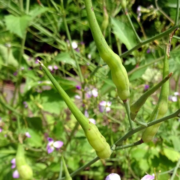Ravanello coda di topo (Raphanus caudatus) semi