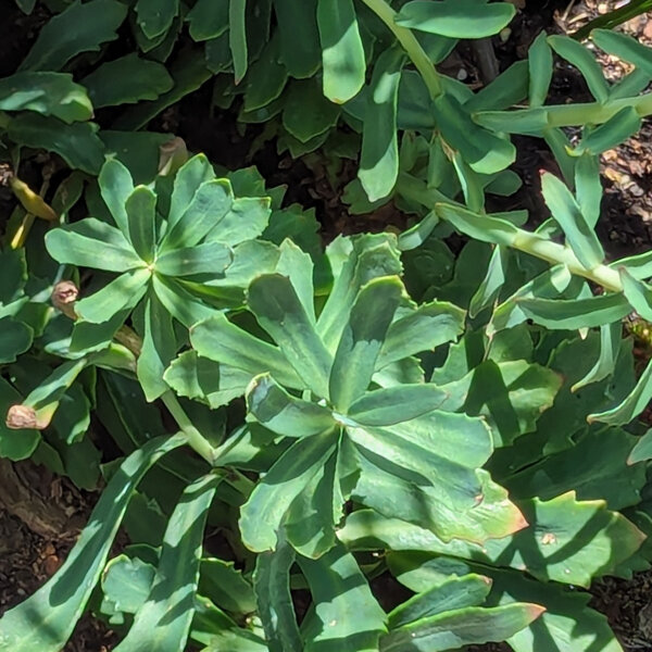 Rodiola rosa (Rhodiola rosea) semi