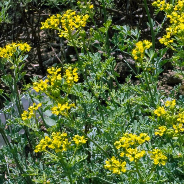 300 Semi Di Ruta Officinale (Ruta Graveolens), Erba Aromatica Per Cucina E Liquori, Pianta Perenne Facile Da Coltivare