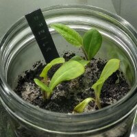 Erba saetta (Sagittaria sagittifolia) semi