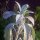 Salvia bianca (Salvia apiana) semi
