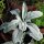 Salvia bianca (Salvia apiana)