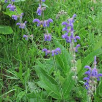 Salvia dei prati (Salvia pratensis) semi