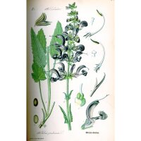 Salvia dei prati (Salvia pratensis) semi