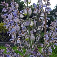 Erba moscatella (Salvia sclarea) semi