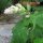 Erba moscatella (Salvia sclarea) semi