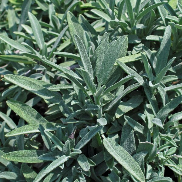 Salvia (Salvia officinalis) semi