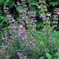 Salvia (Salvia officinalis) semi