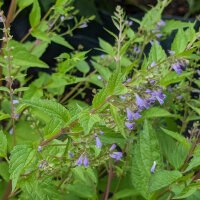 Scutellaria (Scutellaria lateriflora) semi
