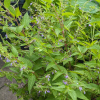 Scutellaria (Scutellaria lateriflora) semi