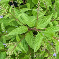 Scutellaria (Scutellaria lateriflora) semi