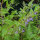 Scutellaria (Scutellaria lateriflora) semi