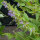 Scutellaria (Scutellaria lateriflora) semi