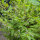 Scutellaria (Scutellaria lateriflora) semi