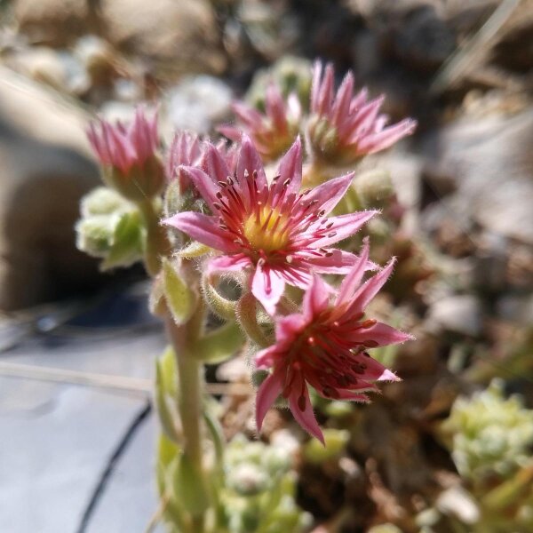 Semprevivo maggiore (Sempervivum tectorum) semi