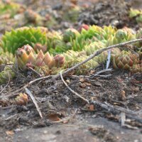 Semprevivo maggiore (Sempervivum tectorum) semi