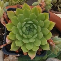 Semprevivo maggiore (Sempervivum tectorum) semi