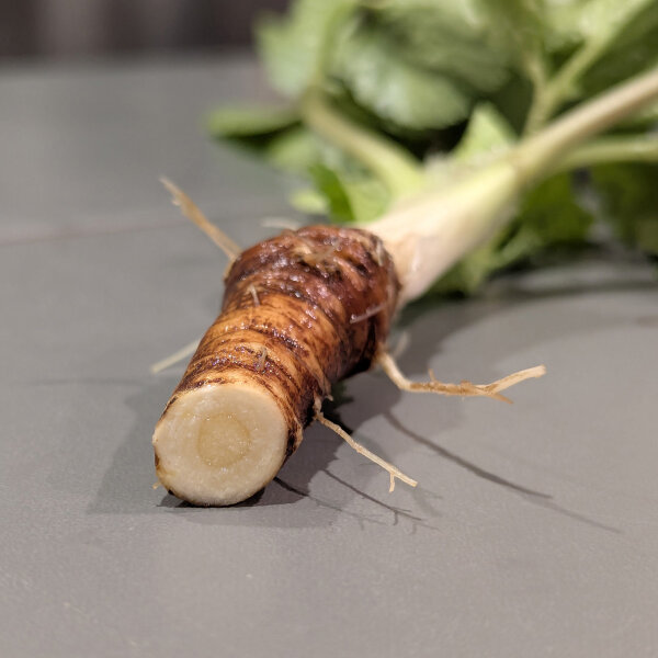 Macerone / Corinoli comune (Smyrnium olusatrum) semi