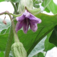 Melanzana Violetta lunga (Solanum melongena)
