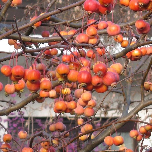 Sorbo domestico (Sorbus domestica) semi