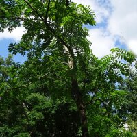 Sorbo domestico (Sorbus domestica)