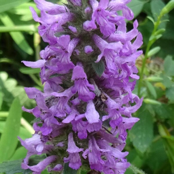 Scabbiosa palustre (Stachys palustris) semi