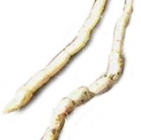 Scabbiosa palustre (Stachys palustris) semi