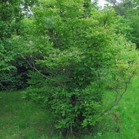 Falso pistacchio / Bossolo (Staphylea pinnata) semi