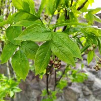 Falso pistacchio / Bossolo (Staphylea pinnata) semi