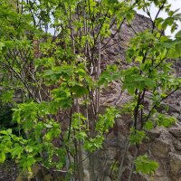 Falso pistacchio / Bossolo (Staphylea pinnata) semi
