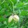 Falso pistacchio / Bossolo (Staphylea pinnata) semi