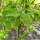 Falso pistacchio / Bossolo (Staphylea pinnata) semi
