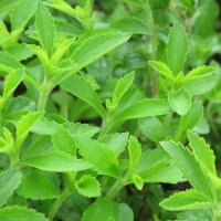 Stevia (Stevia rebaudiana) semi