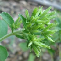 Stevia (Stevia rebaudiana) semi