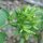 Stevia (Stevia rebaudiana) semi