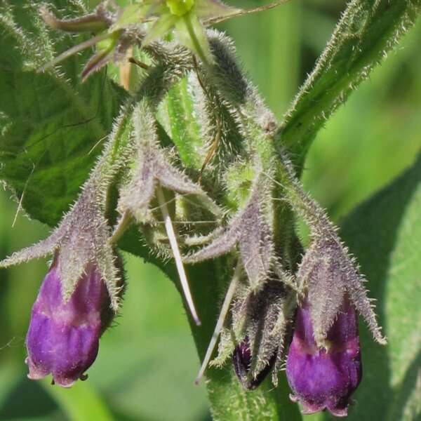 Consolida maggiore (Symphytum officinale) semi