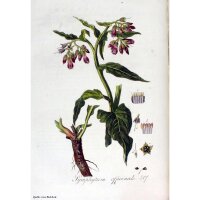 Consolida maggiore (Symphytum officinale) semi