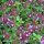Timo goniotrico (Thymus pulegioides) semi