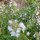 Timo arancio (Thymus fragrantissimus) semi